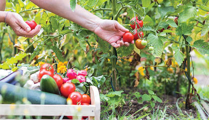 Female hands picking fresh tomatoes to wooden crate with vegetables. Organic garden at summer harvest