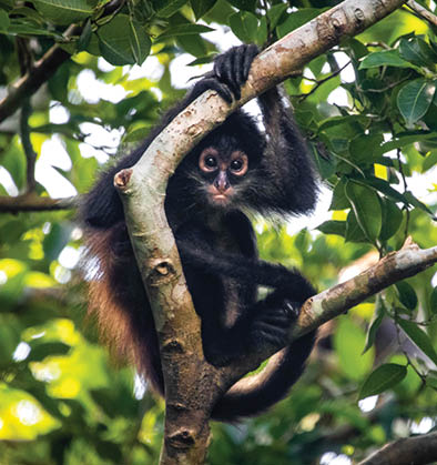 Cute adorable spider monkey close up natural habitat in jungle on the tree