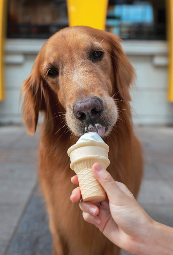 Golden Retriever eating ice cream