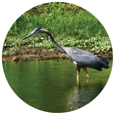A large bird standing in the water. Description generated by AI