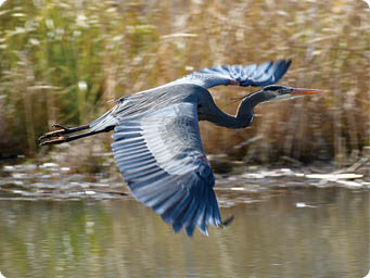 A blue heron swoops over June Road Pond