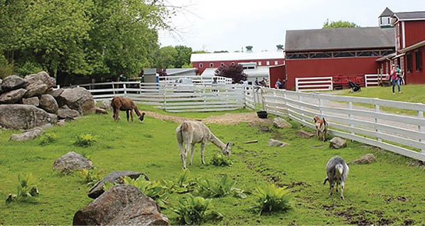 A group of animals, including sheep and goats, are in a fenced area near a red barn. AI generated content