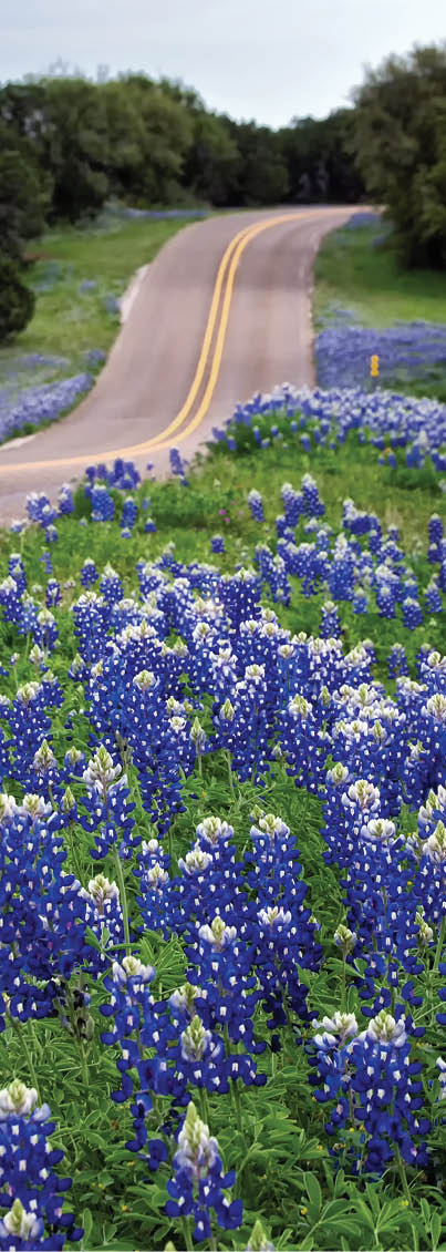 Texas State flower lines both sides of a Texas Hill Country road.