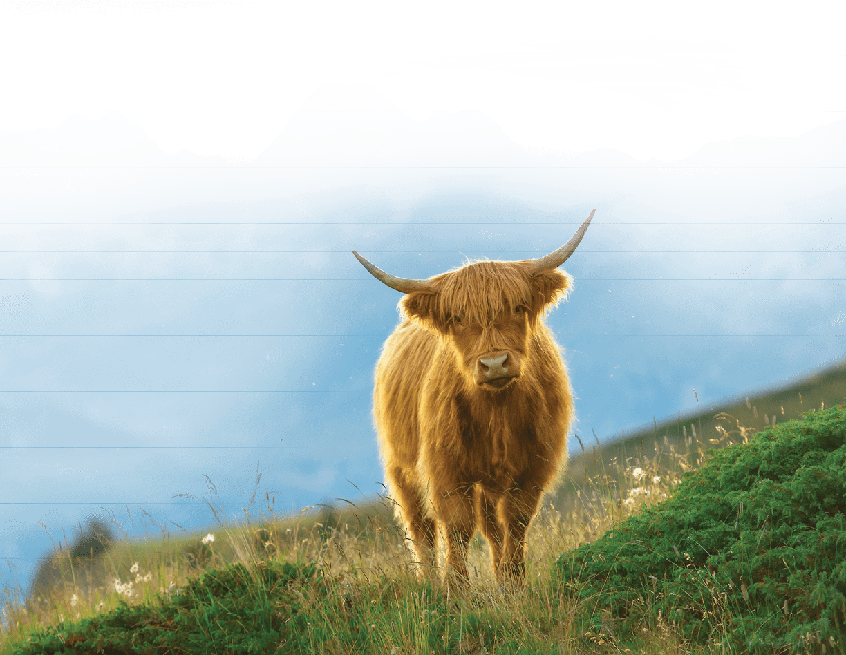 Highlander - Scottish cow On the Swiss Alps