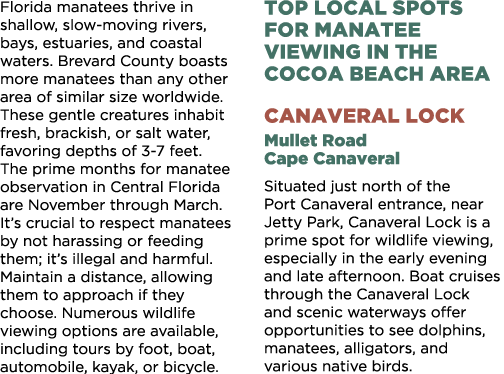 Florida manatees thrive in shallow, slow moving rivers, bays, estuaries, and coastal waters. Brevard County boasts mo...