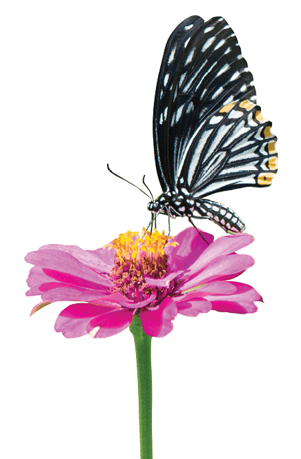 butterfly sitting on pink zinnia flower