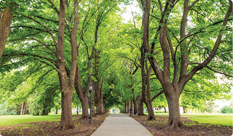 University park with trees over a sidewalk