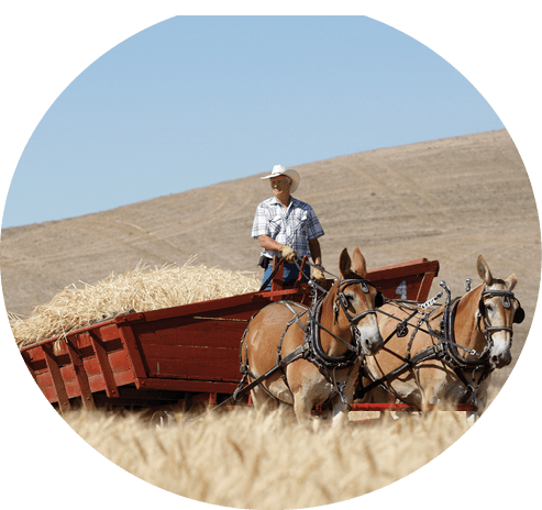 “Colfax, Washington, USA - September 5, 2011: Wagon filled with wheat at the old time threshing bee in Colfax, Washington."