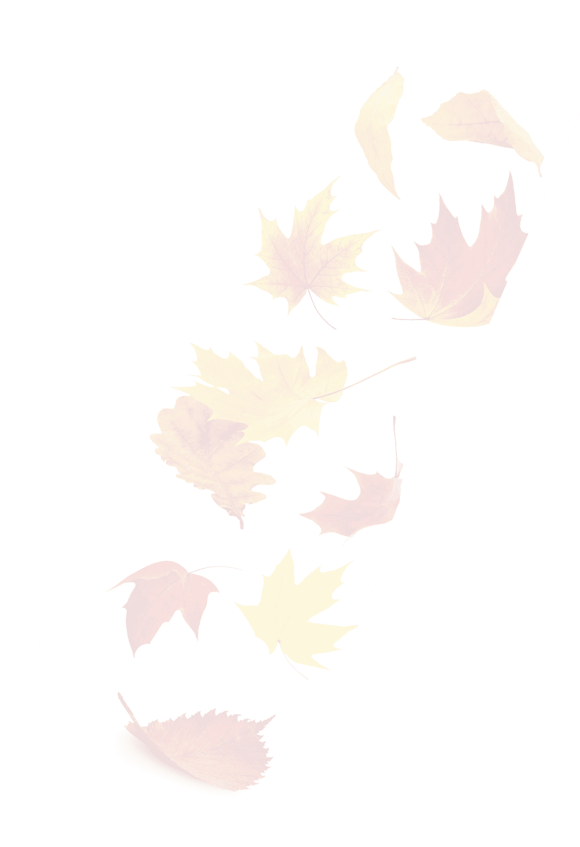 Falling autumn leaves. Red and yellow tree leaves in the air isolated on white background