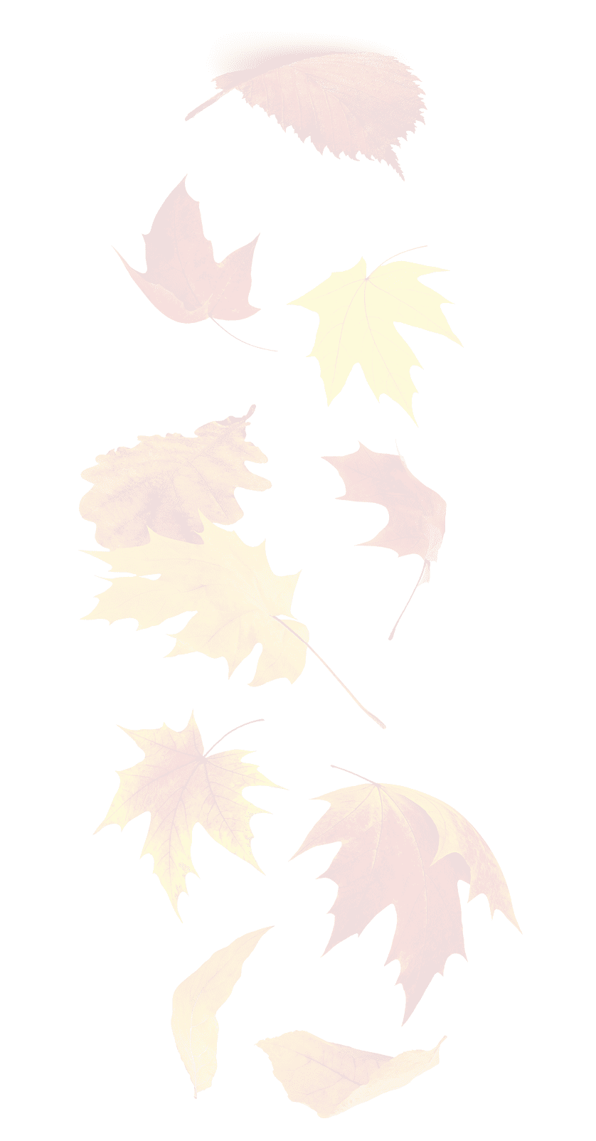 Falling autumn leaves. Red and yellow tree leaves in the air isolated on white background