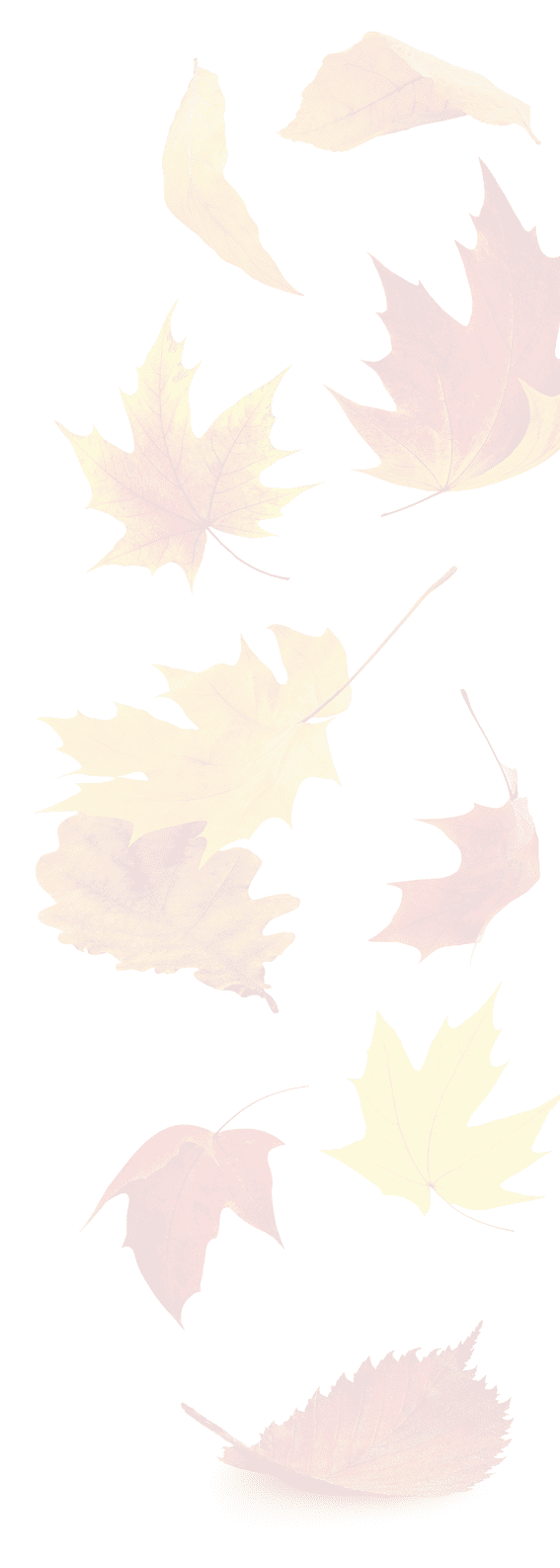 Falling autumn leaves. Red and yellow tree leaves in the air isolated on white background