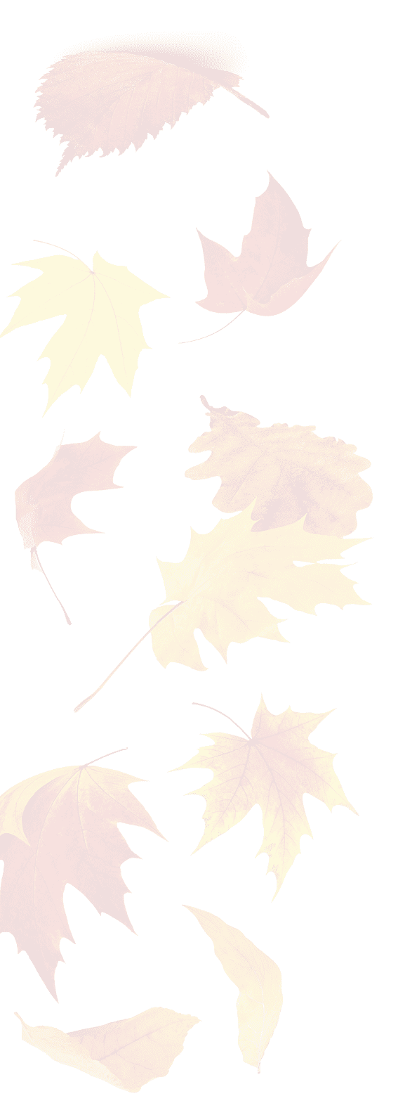 Falling autumn leaves. Red and yellow tree leaves in the air isolated on white background