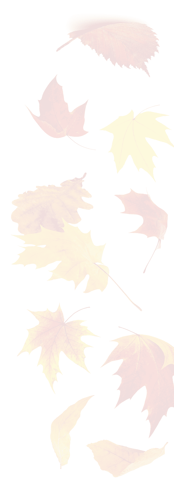 Falling autumn leaves. Red and yellow tree leaves in the air isolated on white background