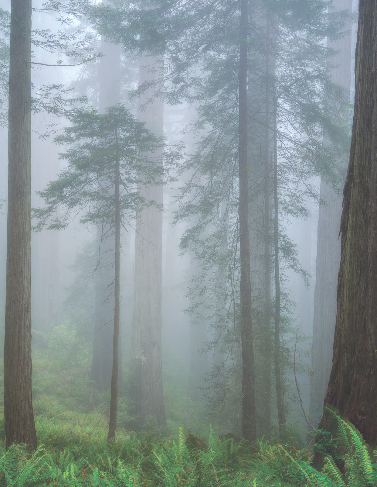 A dense forest with tall trees and foggy atmosphere. AI generated content