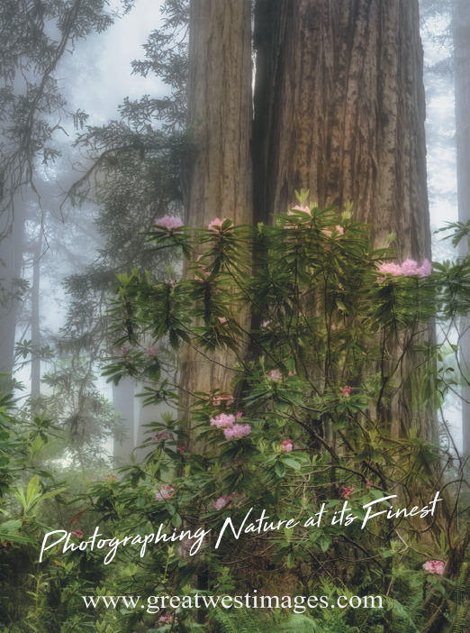 A large tree with a trunk and a forest of trees in the background. AI generated content