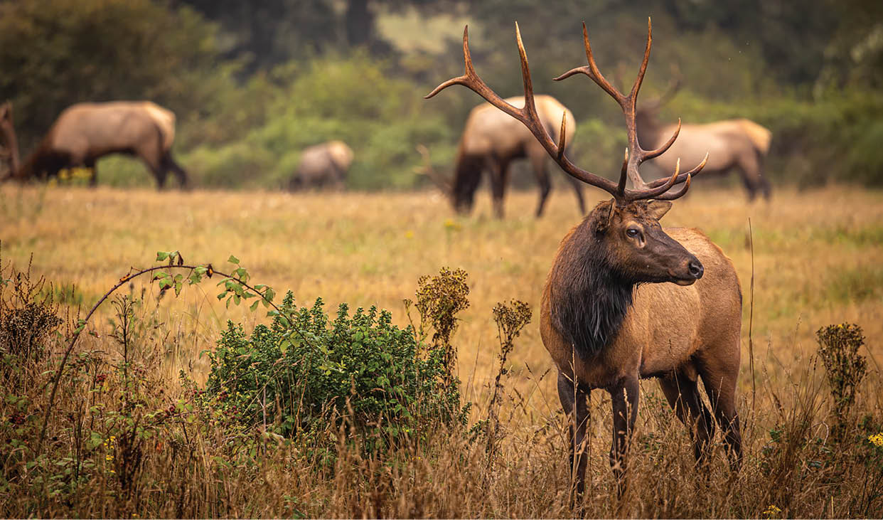 A bison with large horns stands in a field with other bison. AI generated content