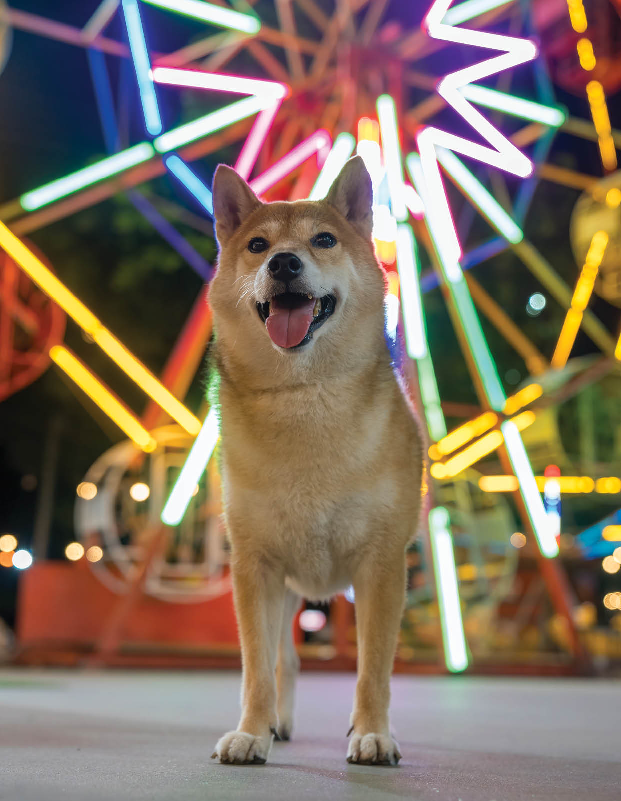 Shiba Inu dog in an amusement park with a Ferris wheel.