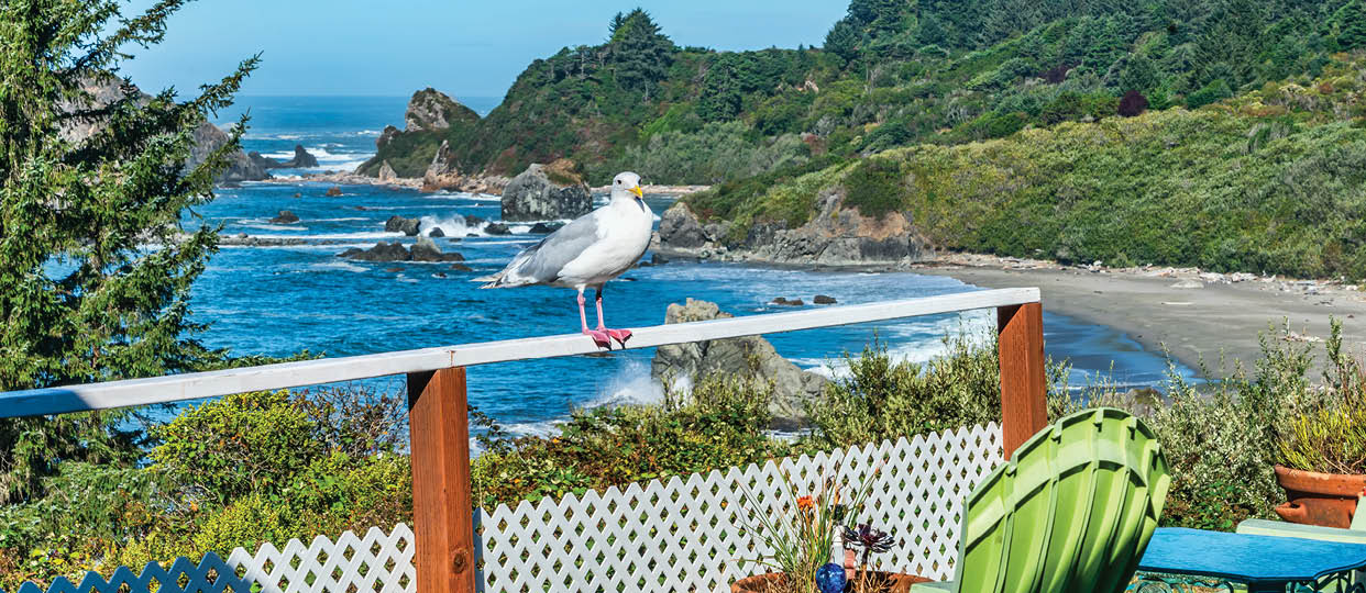 A Friendly seagull sits on a railing at a home in Brookings, Oregon.