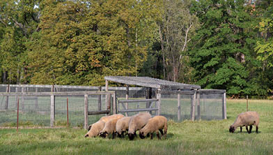 John Starks/jstarks@dailyherald.com Ryerson Woods Conservation Area on North Riverwoods Road in Riverwoods