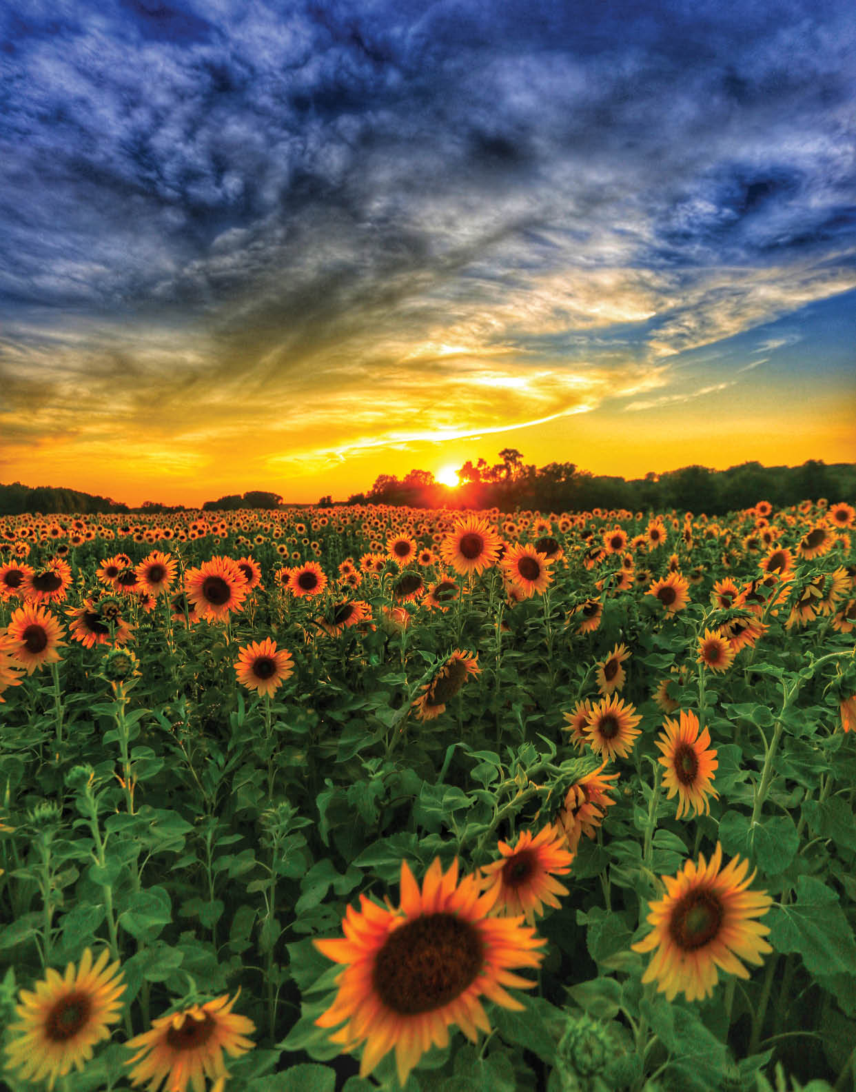 An amazing Illinois sunset over a sunflower field. Amazing color. Amazing sunset. The photo taken moments before sunset, as blue our settles in.
