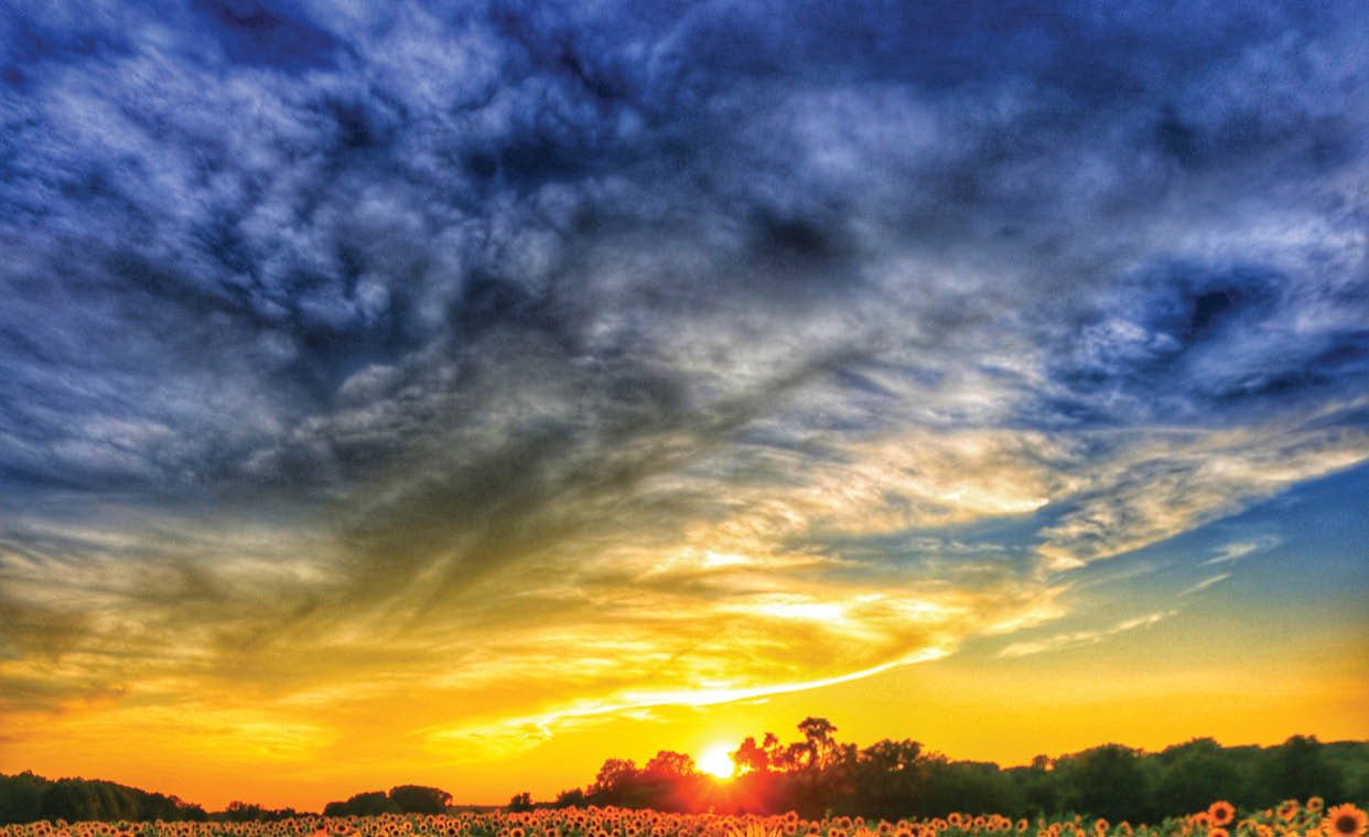 An amazing Illinois sunset over a sunflower field. Amazing color. Amazing sunset. The photo taken moments before sunset, as blue our settles in.
