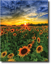 An amazing Illinois sunset over a sunflower field. Amazing color. Amazing sunset. The photo taken moments before sunset, as blue our settles in.