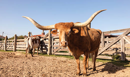 A large brown cow with long horns stands in a dirt pen. AI generated content
