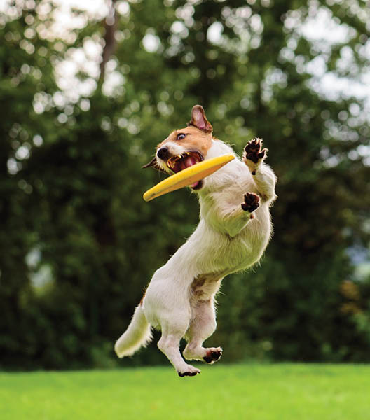 Active dog playing on a lawn