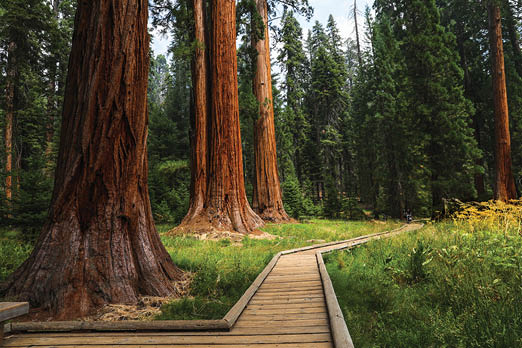 A breathtaking look at the beauty of the Sequoias along a path