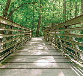 A wooden bridge over a forest. Description generated by AI