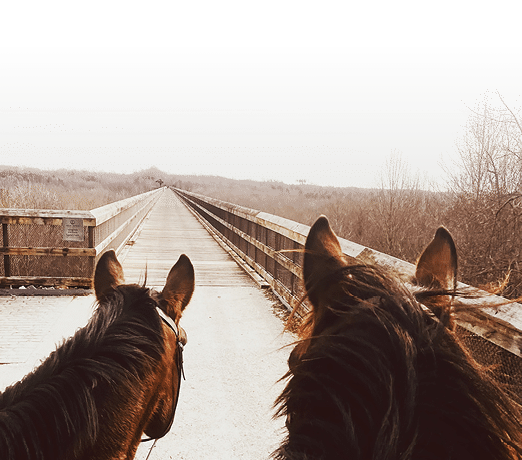 Two horses with their heads turned to the side, looking at something in the distance. AI generated content