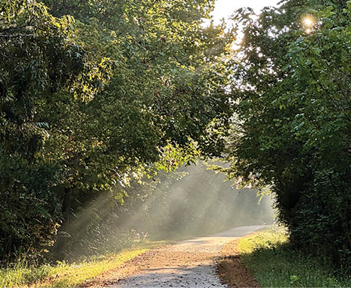 A dirt road is illuminated by sunlight, creating a warm atmosphere. AI generated content