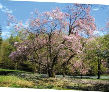 Spring at the Fort Lee Hudson State Park near Fort Lee, New Jersey