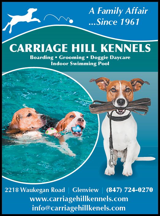 A dog holding a frisbee in its mouth. Description generated by AI