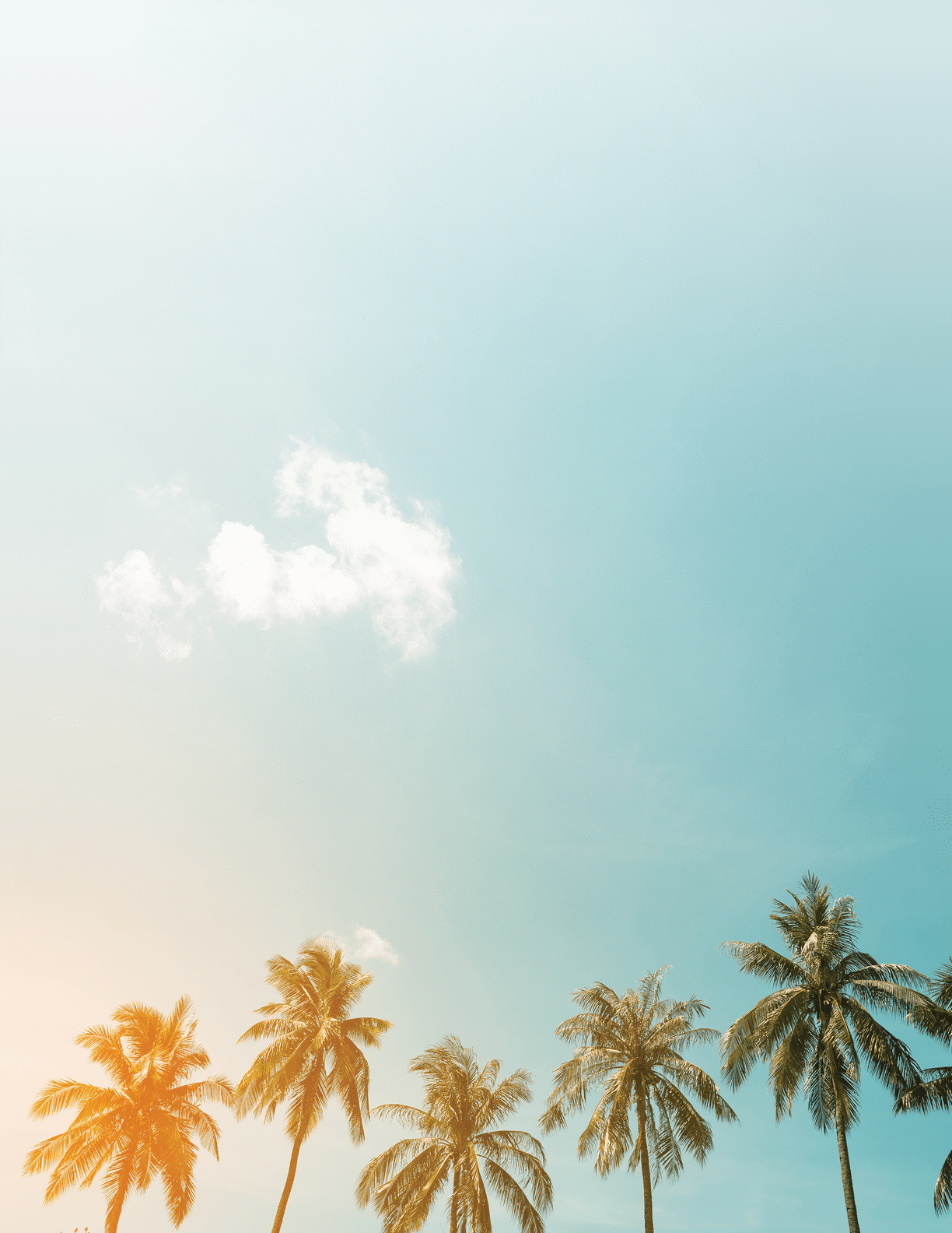 Vintage nature photo of coconut palm tree in seaside tropical coast