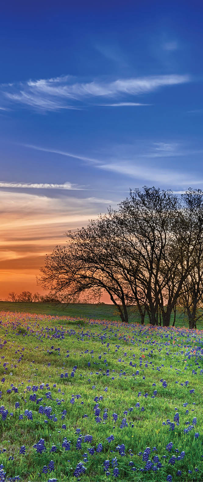 Texas bluebonnet spring wildflower field at sunrise