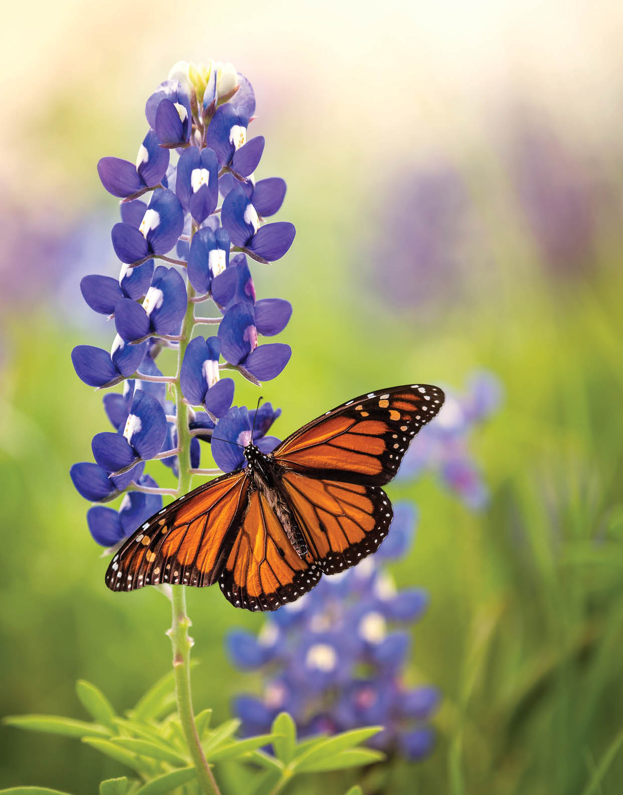 Monarch butterfly (Danaus plexippus) on Texas Bluebonnet flower (Lupinus texensis). Texas concept with two Texas symbols.