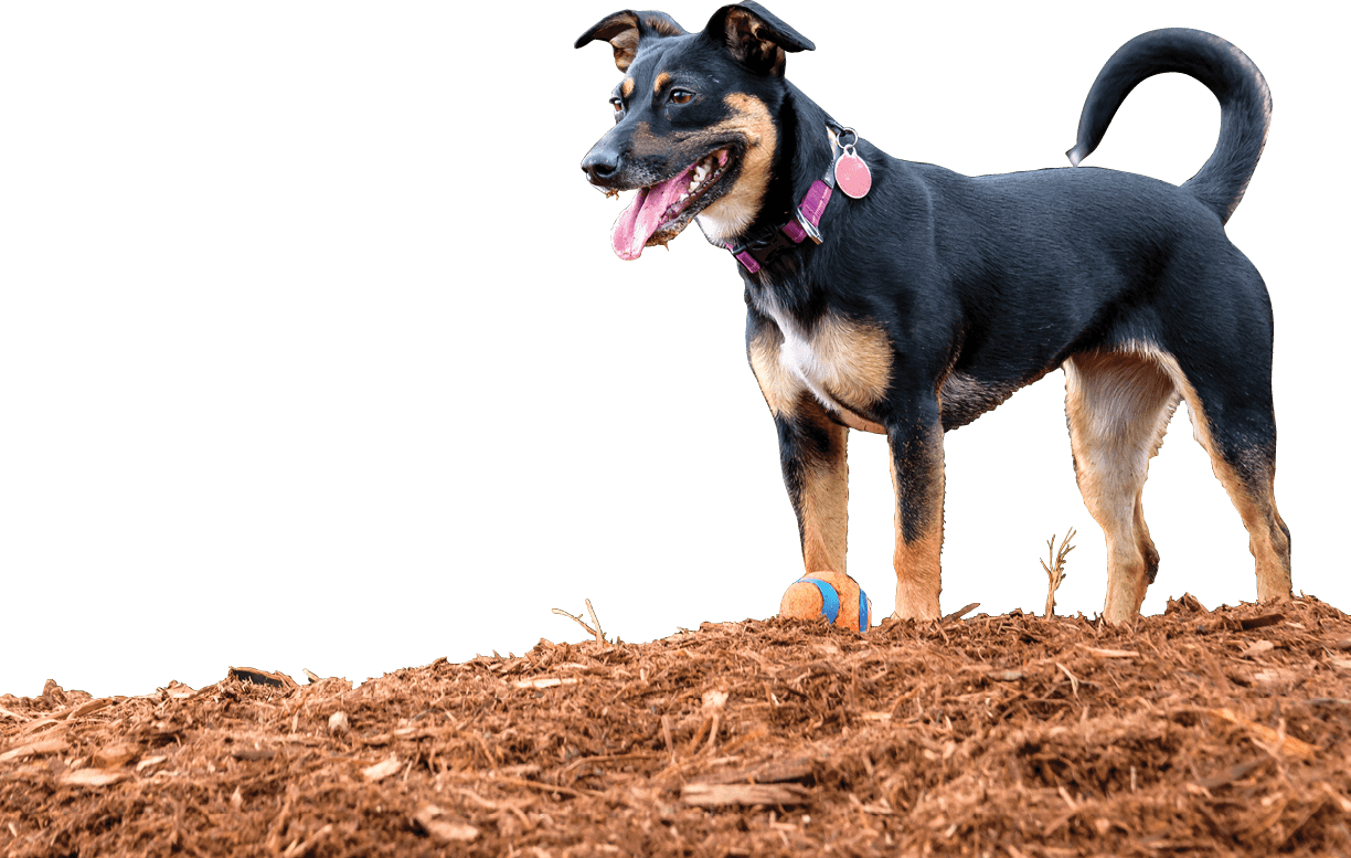 Happy black and tan dog standing alertly, with ball, on a beauty bark hill in an off leash dog park with evergreen trees in the background