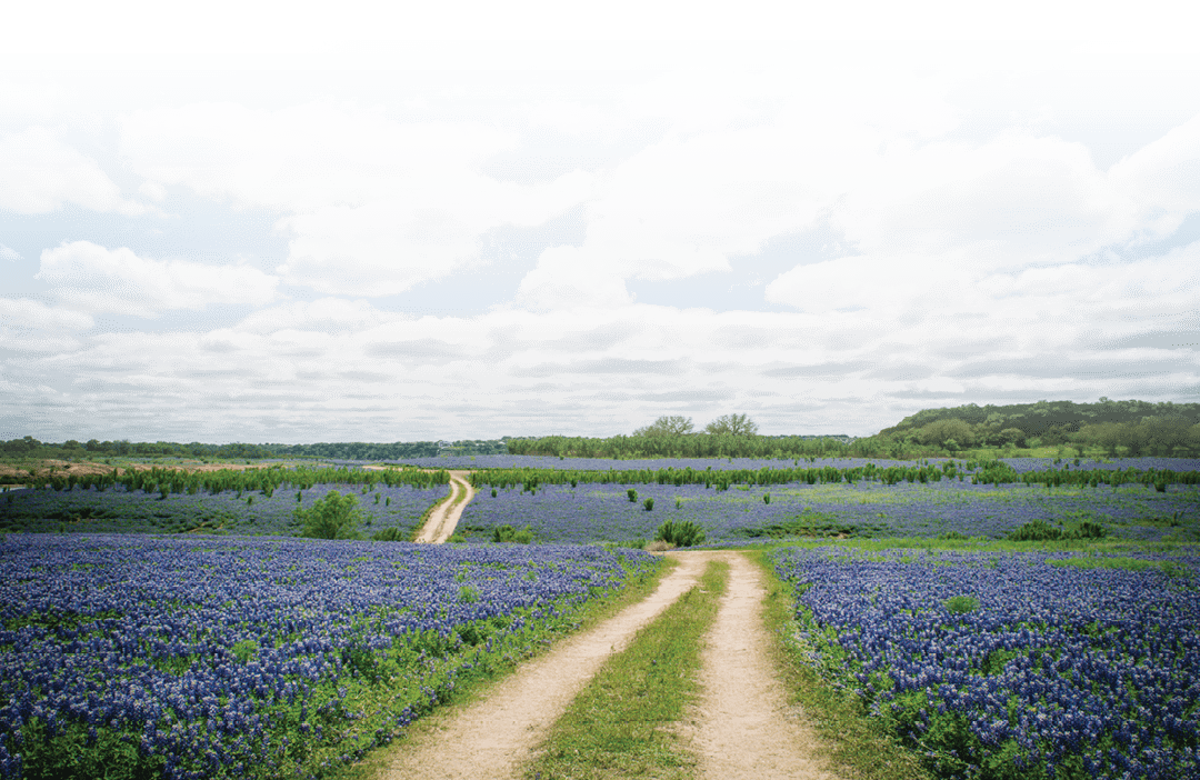 A Texas Hill Country field covered in bluebonnets.