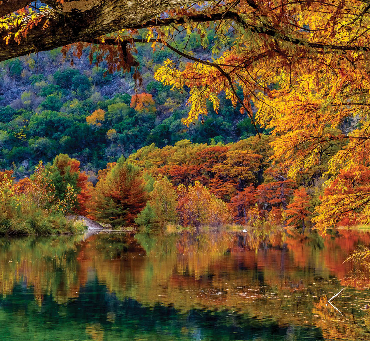 Beautiful Fall Color on Giant Cypress Trees Reflected in the Clear Waters of the Frio River at Garner State Park, Texas