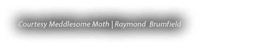 Courtesy Meddlesome Moth | Raymond Brumfield 