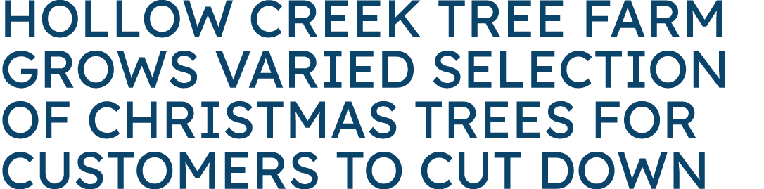Hollow Creek Tree Farm grows varied selection of Christmas trees for customers to cut down