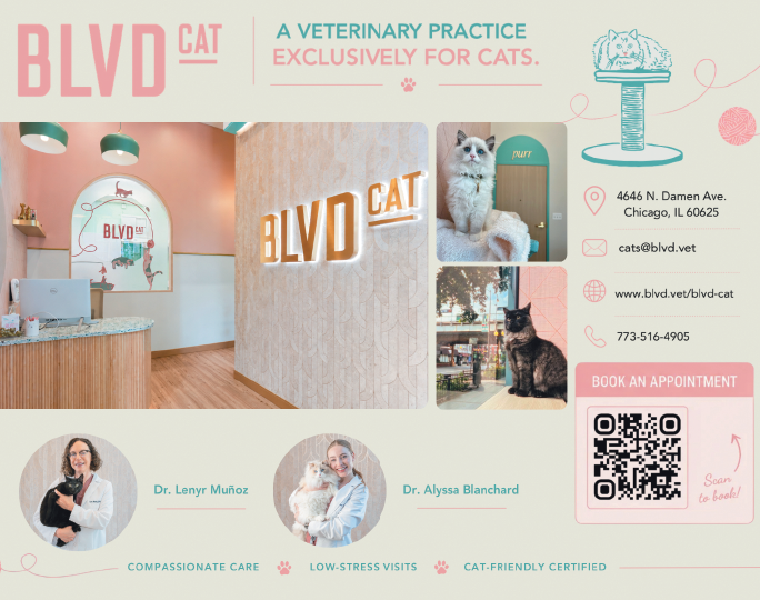 A flyer for BVL Cat. Description generated by AI
