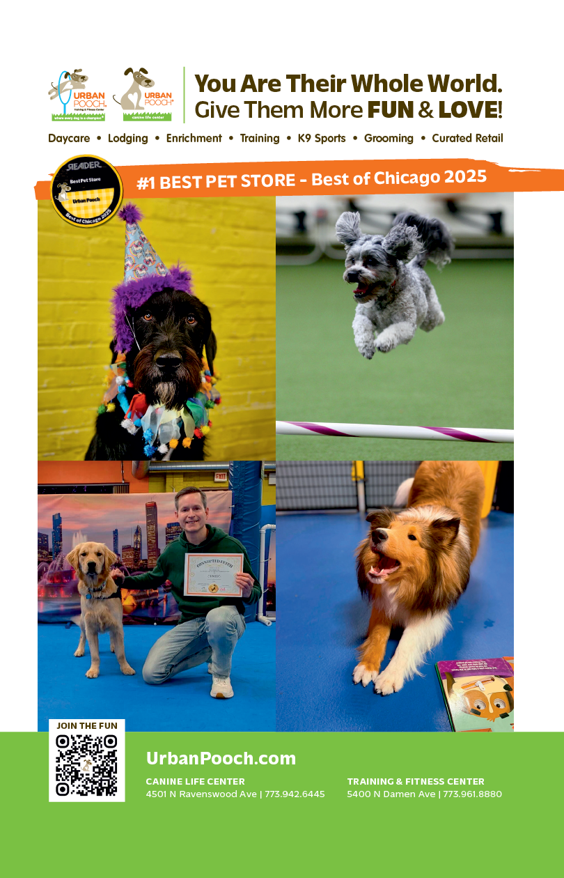 A dog wearing a birthday hat. Description generated by AI