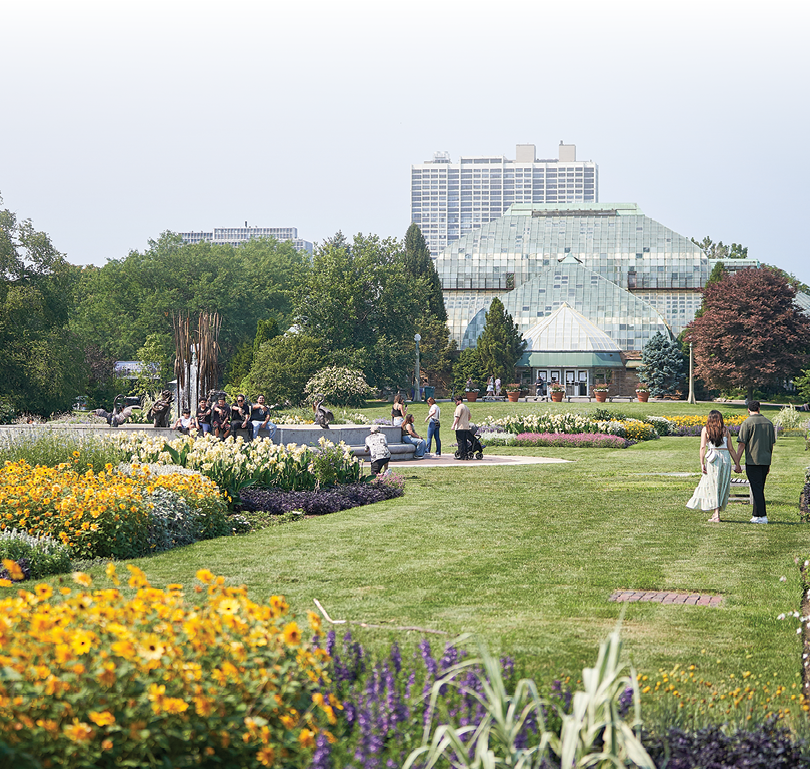 A large green field with yellow flowers and purple flowers. Description generated by AI