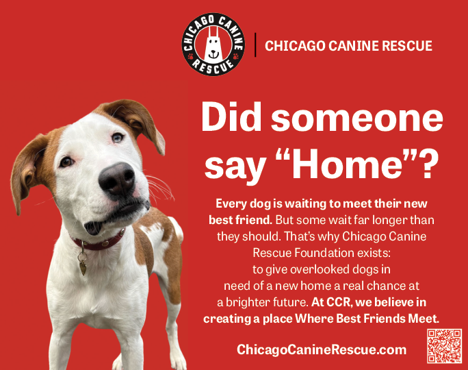 A dog with a red collar and a white face. Description generated by AI
