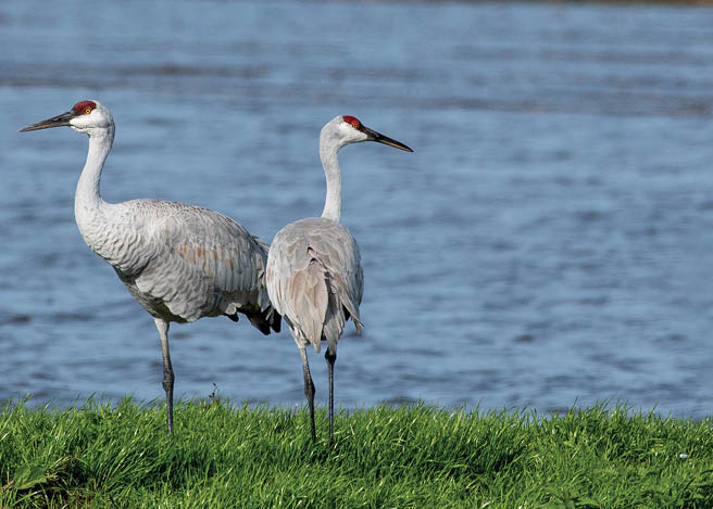 Cranes in the water at Cosumnes River Preserve, Galt, California