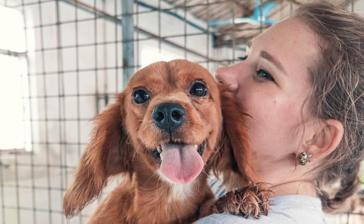 Close-up shot of female volunteer holds on hands dog in shelter