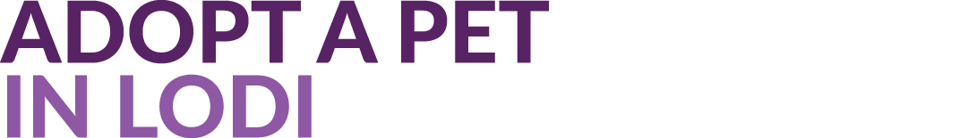 ADOPT A PET IN LODI