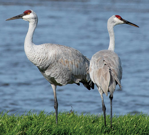 Cranes in the water at Cosumnes River Preserve, Galt, California